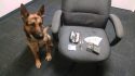 TCSD K-9 Hans with drugs