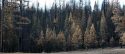 Dead trees in the Rim Fire burn scar