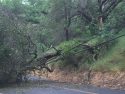 Racetrack/Snell Tree Down