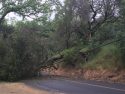 Racetrack/Snell Tree Down