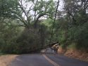 Racetrack/Snell Tree Down