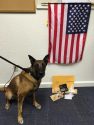 K-9 Justice, Working Sonora Drug Bust, April 17, 2016