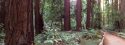 Muir Woods