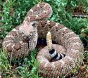 Northern Pacific Rattlesnake, Yosemite National Park Web Image