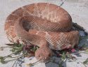 Rattlesnake image