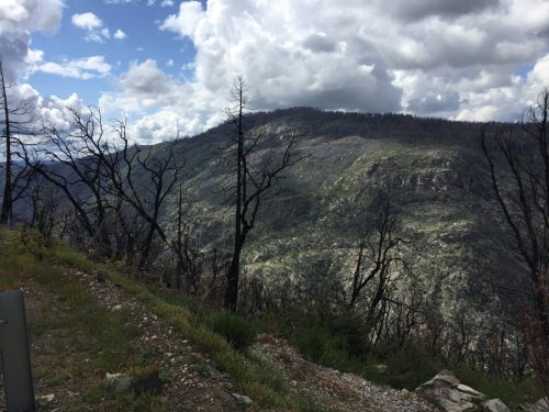 Rim Fire Burn Area