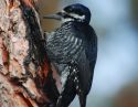 Blacked Backed Woodpecker