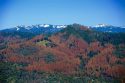 Aerial view of dead trees in the Pacific Northwest Region (California)
