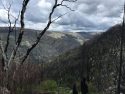 Rim Fire Burn Area - Cherry Oil Road near Camp Mather
