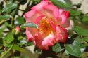 Betty Boop rose.R.Oppedahl