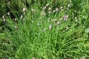 Chives.RO