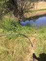 Pond where hose was found leading to pot grow