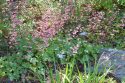 Coral Bells.RO