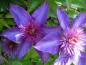 Demo Garden Multiple Clematis