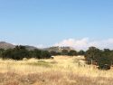 Tulloch Fire