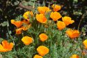 Poppies Up Close