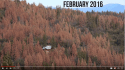 CSAC Tree Mortality Video