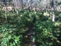 Hogan Dam Road pot bust