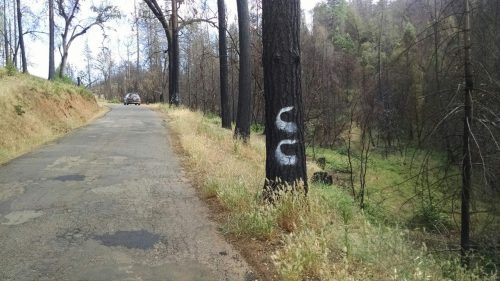 Calaveras County trees marked for removal