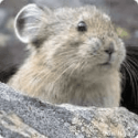 Pikas the mammal the President referred to in his speech