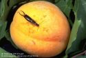 Earwig on a Peach