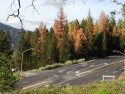 Tree Mortality
