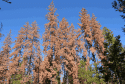 Tree Mortality In Sierra Nevada