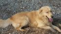 Missing Dog