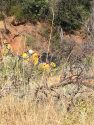 Emergency crews at HWY 120 crash
