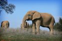 PAWS elephants