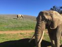 PAWS elephants