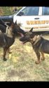 Beau and Zeus