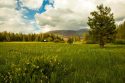 Ackerson Meadow - Yosemite National Park