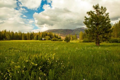 Ackerson Meadow - Yosemite National Park