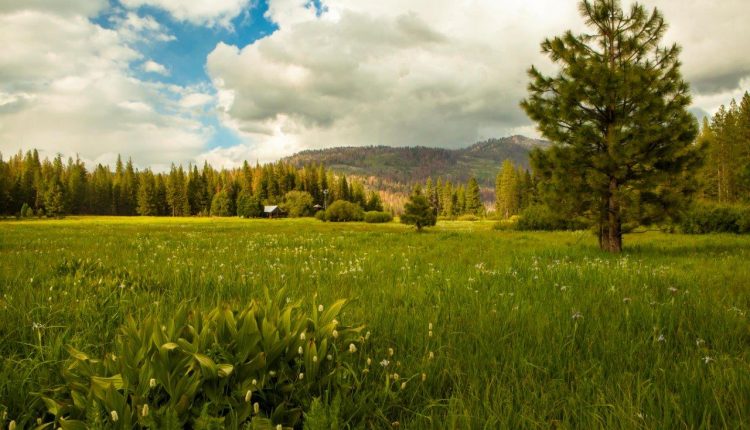 Ackerson Meadow - Yosemite National Park