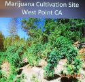 West Point Marijuana Grow In Calaveras County CA Tied To Human TRafficking Case, Evidence Photo