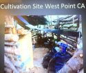 West Point Marijuana Grow In Calaveras County CA Tied To Human TRafficking Case, Evidence Photo