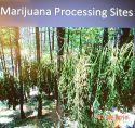 West Point Marijuana Grow In Calaveras County CA Tied To Human TRafficking Case, Evidence Photo