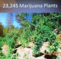West Point Marijuana Grow In Calaveras County CA Tied To Human TRafficking Case, Evidence Photo
