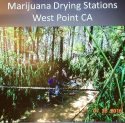 West Point Marijuana Grow In Calaveras County CA Tied To Human TRafficking Case, Evidence Photo
