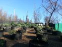 Part of a non-compliant six-acre Mountain Ranch marijuana grow just before eradication.