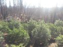 Part of a non-compliant six-acre Mountain Ranch marijuana grow just before eradication.