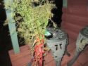 Burned plant