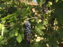 Grape Harvet