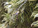 Common Hawaiian Garden Spider 10/17/2016