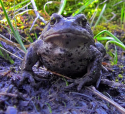 Toad