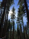 Stanislaus National Forest