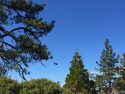 Black Hawk Helicopter searching Donnell Vista for Phelps