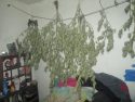 Drying Marijuana found in Sonora home