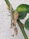 Praying Mantis